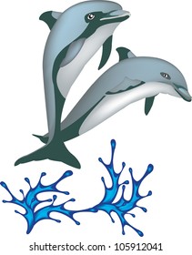Two dolphins jumping from water isolated on white background