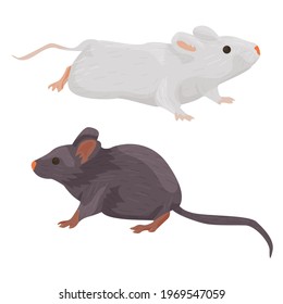 two domestic rats of different colors are isolated on a white background. pets: rodents. mouse. gray and white rats. vector flat. pet Shop