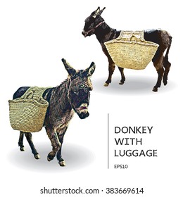 Two Donkeys with luggage. Color Vector Illustration.