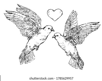 Two doves with heart - vector illustration. Realistic hand drawn sketch a couple of doves. Two pigeons - wedding design element. Symbol of peace, true love, romance, marriage icon isolated on white.