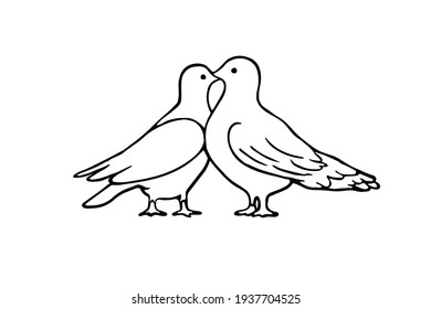 two doves kissing - vector sketch. A hand-drawn illustration of two loving pigeons holding their beaks towards a friend. Realistic pigeon birds in sketch style