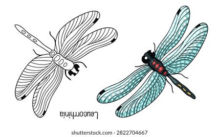 Two dragonflies are hand-drawn. An elegant insect with a slender, elongated body, four transparent wings featuring a dense network of veins, and large compound eyes. Leucorrhinia.