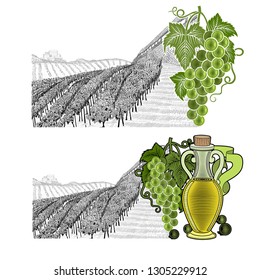 Two drawned sketches landscape of vineyard on hills with building, on the horizont with color elements. White grapes and grapes with bottle of oil or wine from left side. Vector illustration