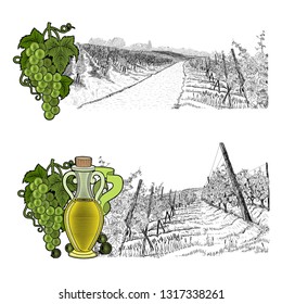 Two drawned sketches landscape of vineyard with house on hills and only vineyard with color elements. White grapes and grapes with bottle of oil or wine. Vector illustration on white background