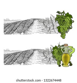 Two drawned sketches landscape of vineyard with farm on hill and color elements. White grapes and grapes with bottle of oil or wine. Vector illustration isolated on white background