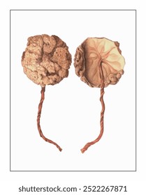 Dois orbes castanhos secos com texturas intrincadas e caules torcidos, um revela uma seção transversal com uma estrutura interna detalhada.