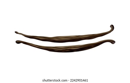 Two dried vanilla beans on white background realistic vector illustration