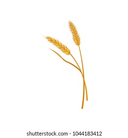 Two dry spikelets of wheat. Grain culture. Cereal crop harvest. Agricultural symbol. Concept for organic products. Farming theme. Hand drawn vector illustration