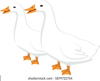 Two ducks ,illustration, vector on white background.