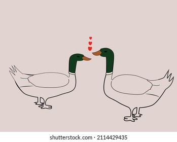   two ducks meet  very close