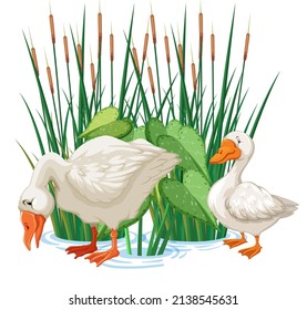 Two ducks standing in water illustration
