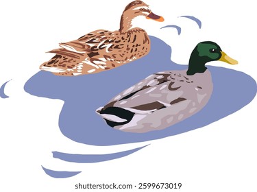 two ducks swimming in a lake or in a blue pond in flat design with natural colours