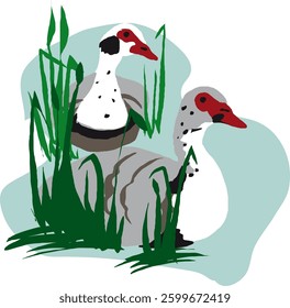two ducks swimming in a lake or in a pond in flat design with natural colours and seaweeds 