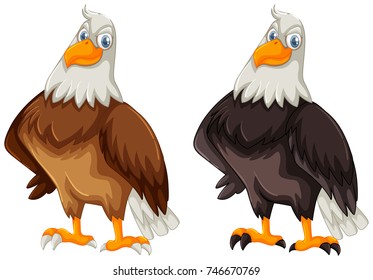 Two eagles with brown and black feather illustration