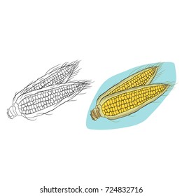 two ear of corn, sketch, line, contour