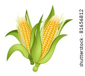 Two ears of corn isolated