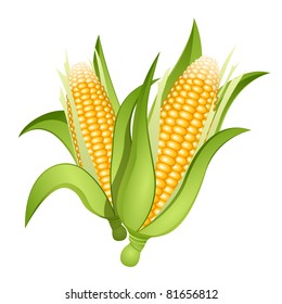 Two ears of corn isolated