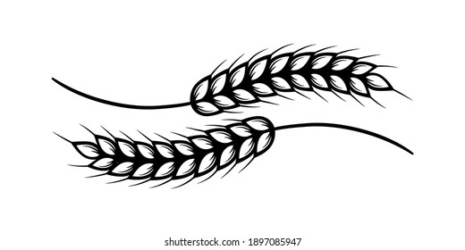 Two ears of wheat isolated on white. Vector illustration.
