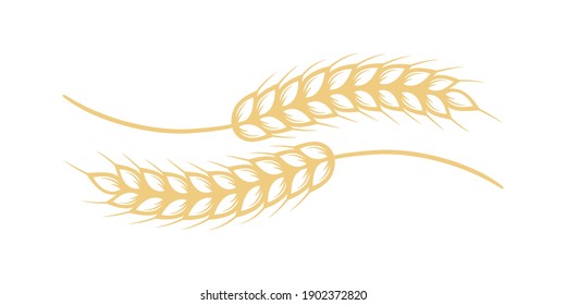 Two ears of wheat isolated on white. Vector illustration.