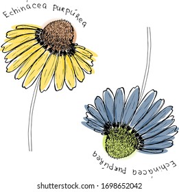 two Echinacea flowers in black and white with multicolored ovals. The Latin inscription "Echinácea purpúrea". Vector. Any color
