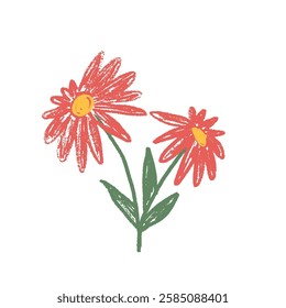 Two echinacea flowers crayon drawn. Spring doodle Summer floral kids element. Chalk or pastel style childish scrawl wildflower shape. Vector naive illustration by pencil isolated on white background.