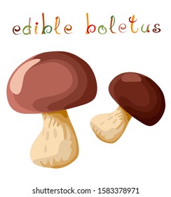 Two edible boletus. Fresh raw mushrooms with colorful title. Isolated on white background. Vector illustration.