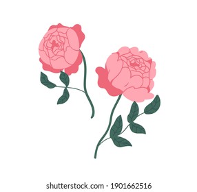 Two elegant pink peony roses. Gorgeous blossomed flowers with lush petals isolated on white background. Botanical floral elements. Colorful flat vector illustration