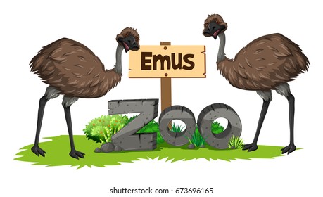 Two emus in the zoo illustration