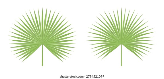 Two fan palm leaves suitable for summer design, tropical theme, floral arrangement, or as decorative object