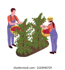 Two farmers with baskets harvesting coffee beans isometric icon 3d vector illustration