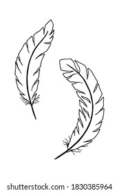 Two feathers. Vector stock illustration eps10. Hand drawing. On white background.