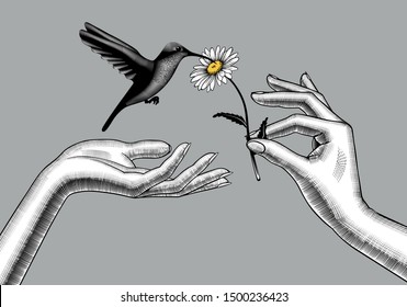 Two female hands with a chamomile flower and a hummingbird. Retro style valentine greeting card design. Vintage color engraving stylized drawing. Vector 

illustration