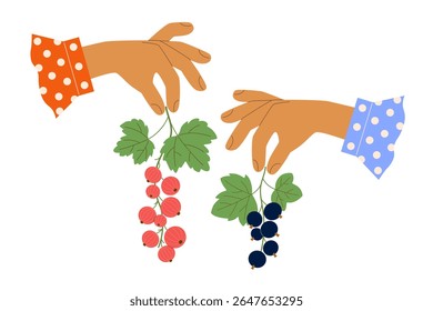 Two female hands in polka dot shirt cuffs hold branches with ripe red and black currant berries with leaves. Cute vector illustration for cookbook with recipes for fruit jam, farmer's shop.