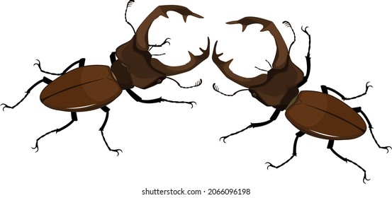 Two fighting male stag beetle (Lucanus cervus) isolated on white background