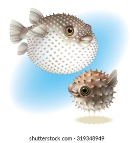 Two Fish Blowfish  [Tetraodontidae]