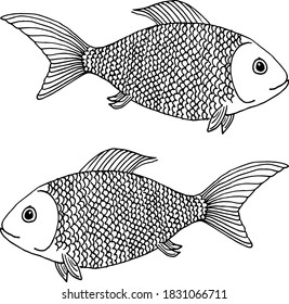 Two fish drawn lines. River fish with lots of scales. Crucians with fins. Coloring for kids. River fishing.