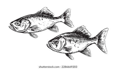 Two fish sketch hand drawn Vector illustration Sea animals