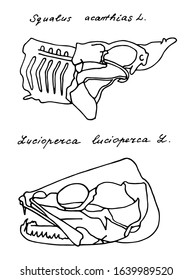 Two fish skulls (Shark and zander) with latin species names. Black and white hand drawn vector illustration.