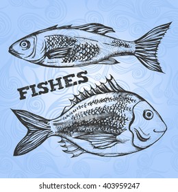 Two fishes - seabass fish and dorado fish (bream). Vector illustration, template for design fish shop or restaurant.