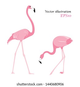 Two flamingo on white background
