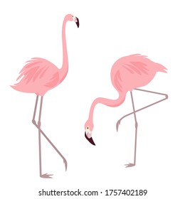 Two flamingos in different poses isolated on a white background. Stylish vector elements for cards, posters, banners and other designs.