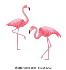 Two flamingos isolated on white background. Vector illustration.