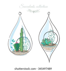 two floral compositions with cactuses and succulents in decorative glass terrariums