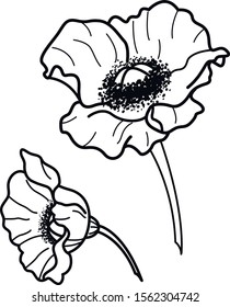two  flower art dot  line decorative elements