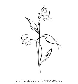 two flower buds on stems with pointed leaves in black lines on white background