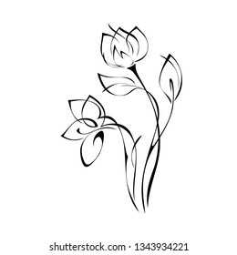 two flower buds on stems with leaves in black lines on white background