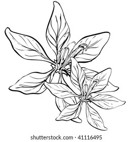 Two flowers black and white drawing