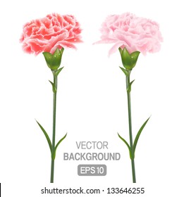 Two flowers on a white background of carnations