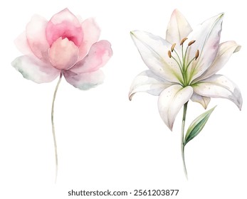 Two flowers, one pink and one white, are shown side by side. The pink flower is a lotus, while the white flower is a lily. Concept of beauty and serenity