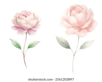 Two flowers are shown side by side, one of which is larger than the other. The flowers are painted in a watercolor style, with a soft pink hue. Concept of tranquility and beauty